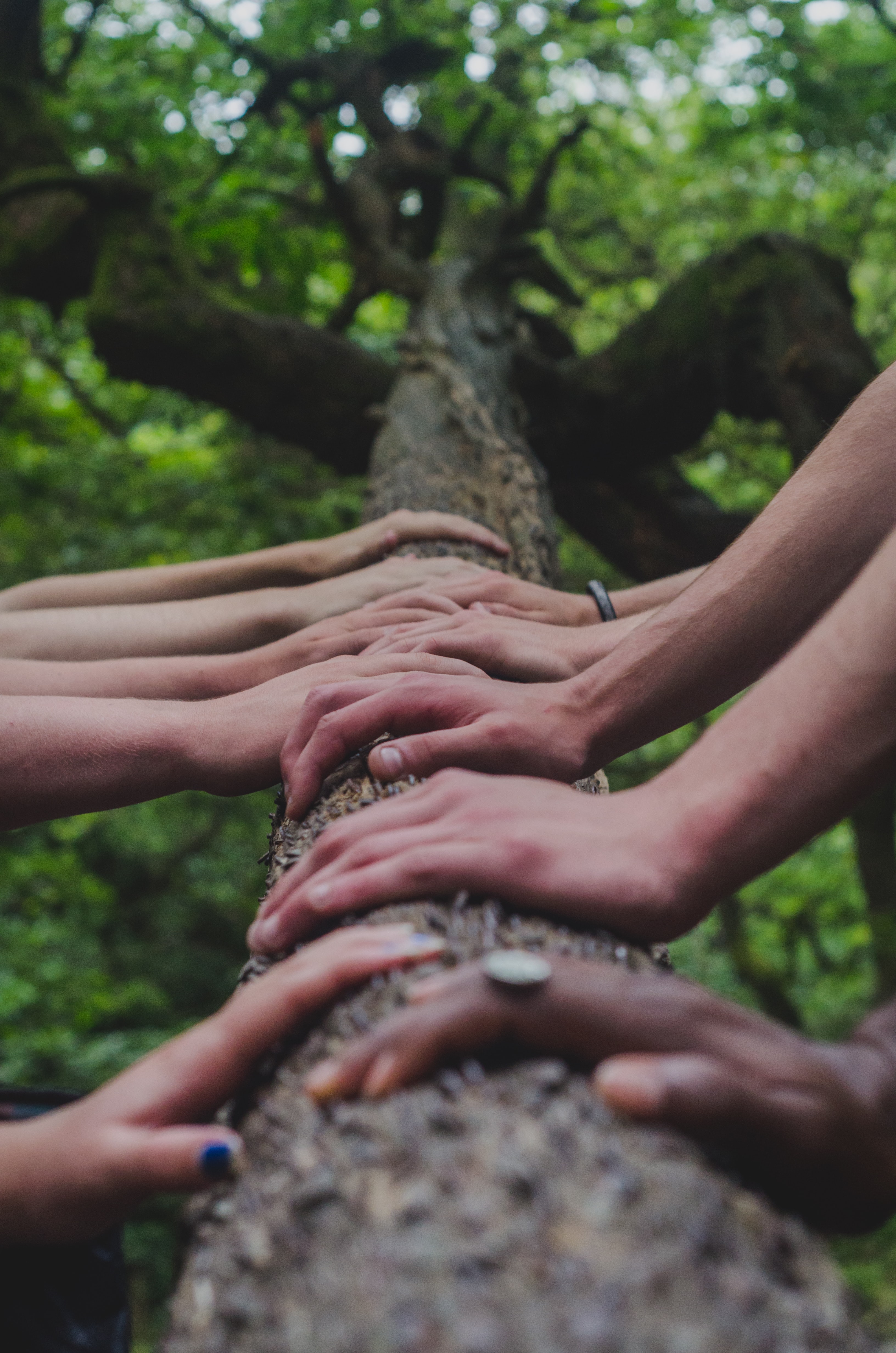 hands-on-tree