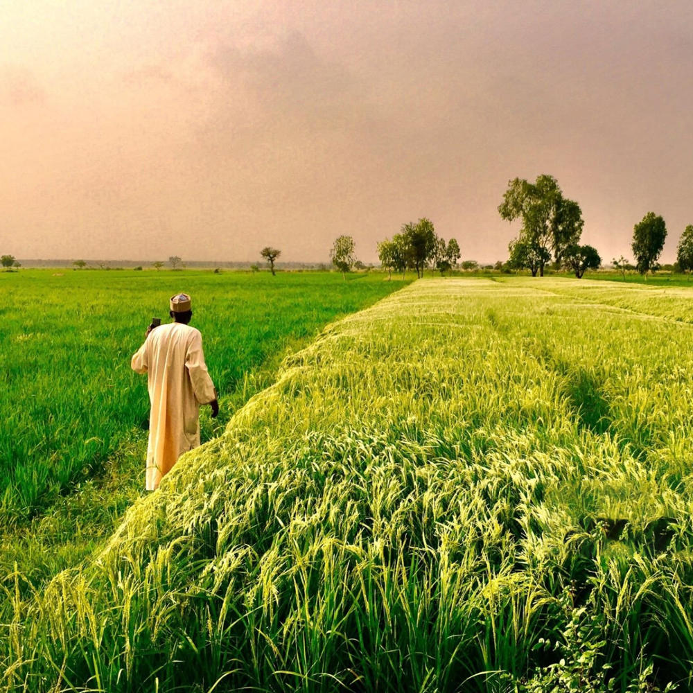 man-in-crop-field