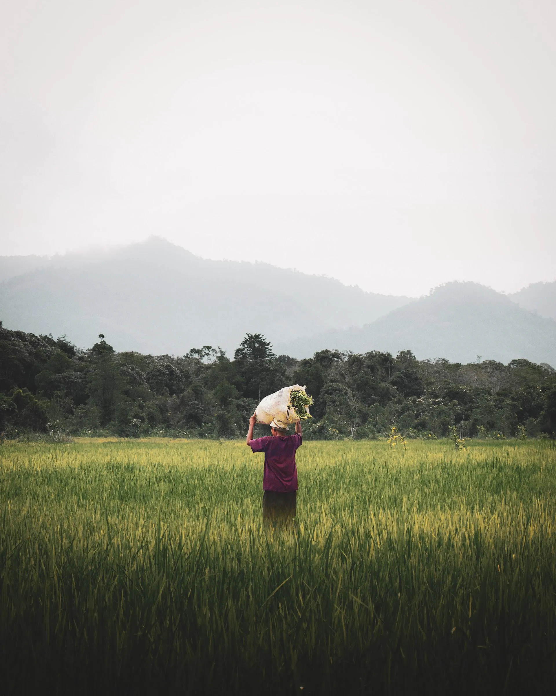 woman carrying grass in field